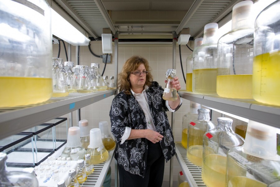 Dr Cynthia Heil, Director of Mote's Red Tide Institute, in the red tide culture lab at Mote. Photo credit: Conor Goulding / Mote