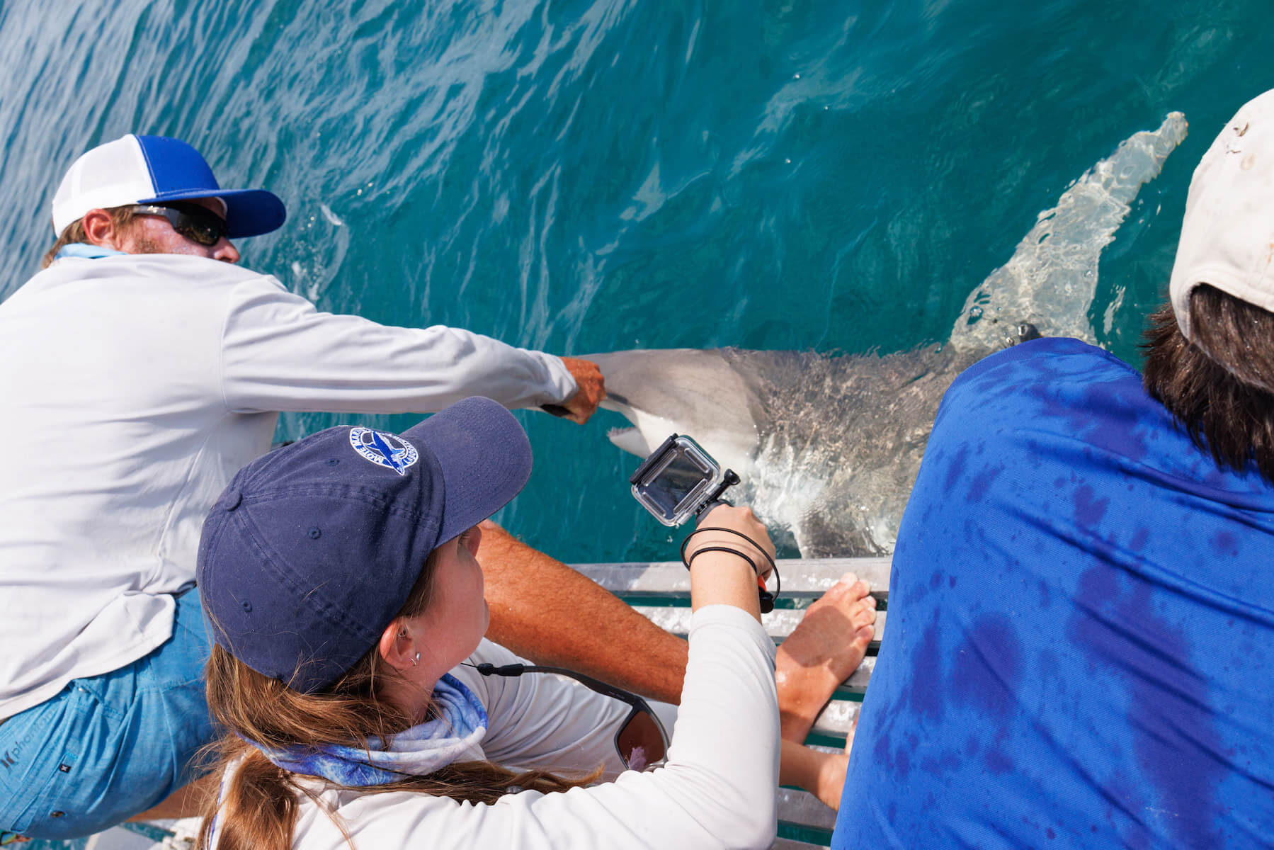 Mote scientists hold a shark near the side of their research vessel as they collect biological samples and prepare to release it.