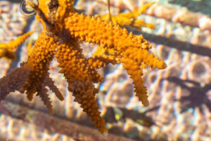 Staghorn corals being grown at Mote's Key Largo Coral Nursery