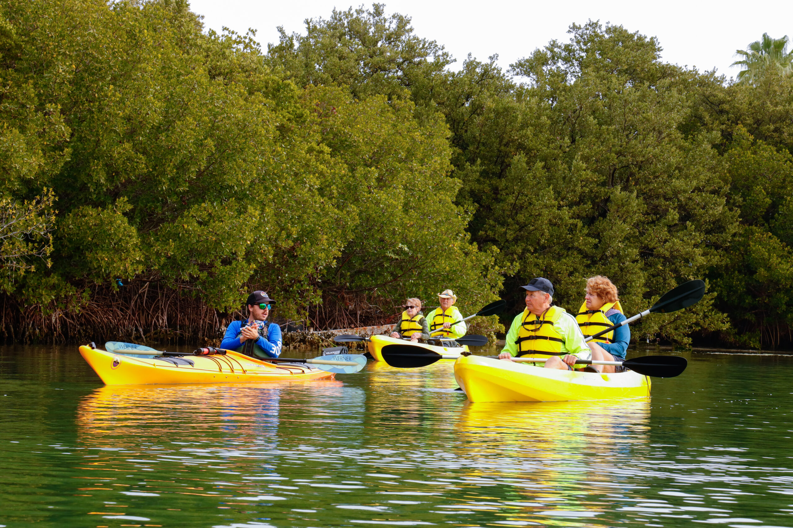 A group of people kayak in the mangroves.