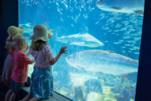 Aquarium visitors gaze at the tarpon.