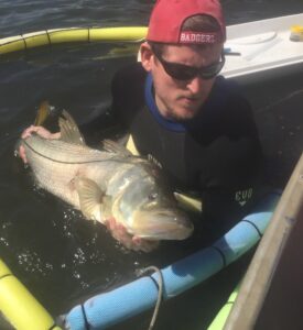 Dr. Ryan Schloesser tagging snook in the field