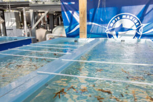 Coral growing systems with staghorn corals at Mote's Islamorada Coral Nursery