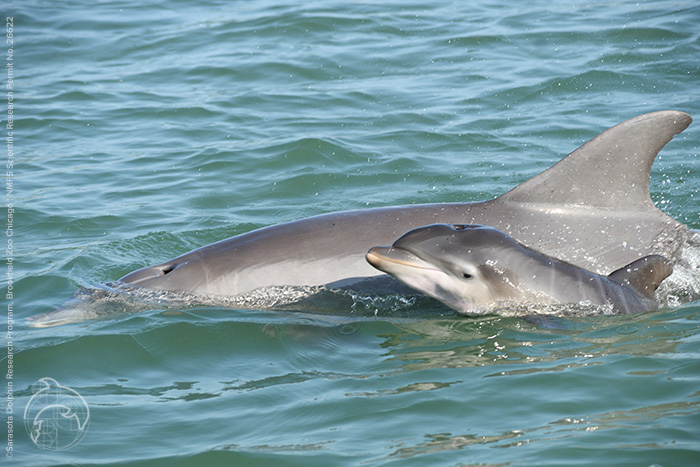 Adult dolphin F207 with her fifth calf, 2075, on May 7, 2024. The adult dolphin's back is out of the water and the calf (baby) has its head out of the water beside the adult.