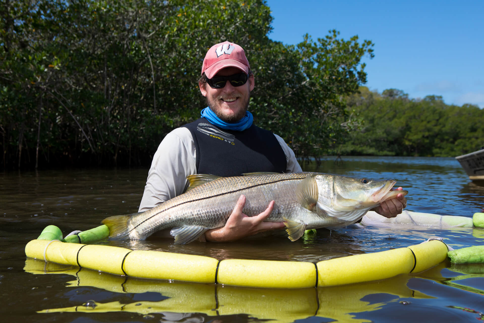 Mote's Dr. Ryan Schloesser holds a common snook during a fisheries research project in southwest Florida.