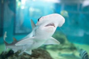 Bonnethead shark in the Shark Zone at Mote