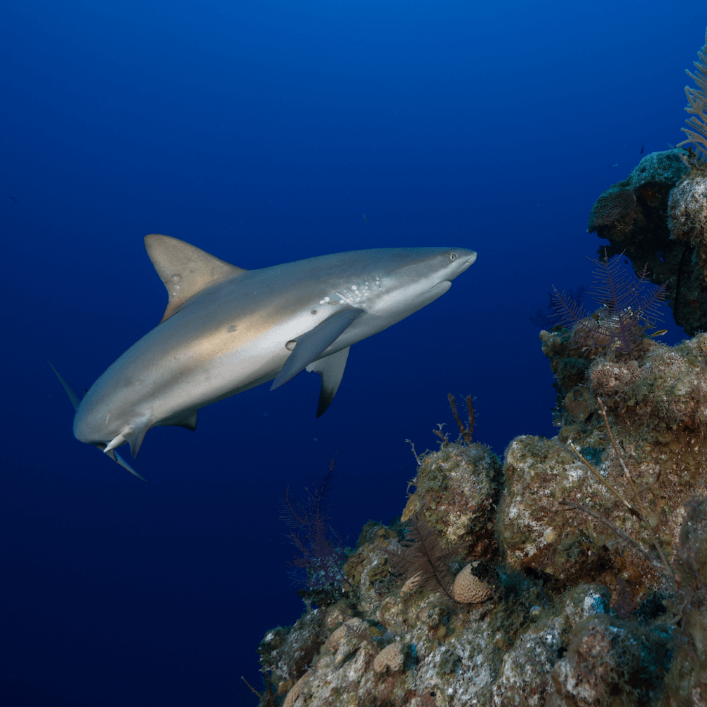 A Caribbean Reef Shark, one species documented by Global FinPrint, a project that Mote is expanding worldwide.